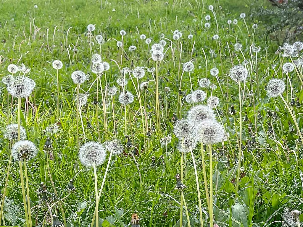 Field of dandelions by pusspup