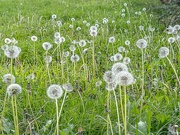 16th May 2023 - Field of dandelions