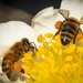 Busy as Little Bees by 365projectclmutlow