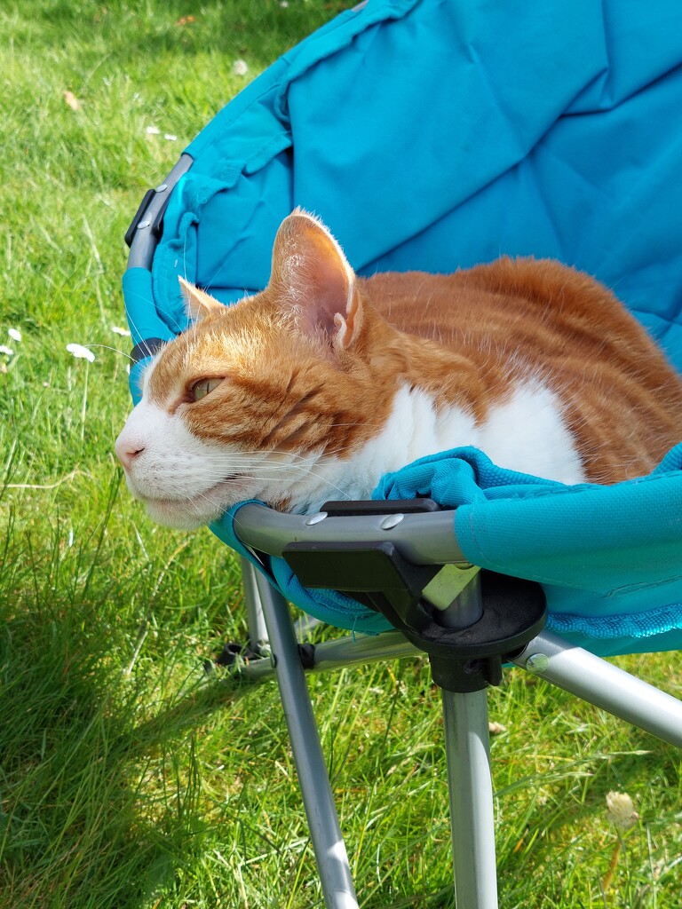 Misty relaxing in her favourite chair in the garden  by samcat