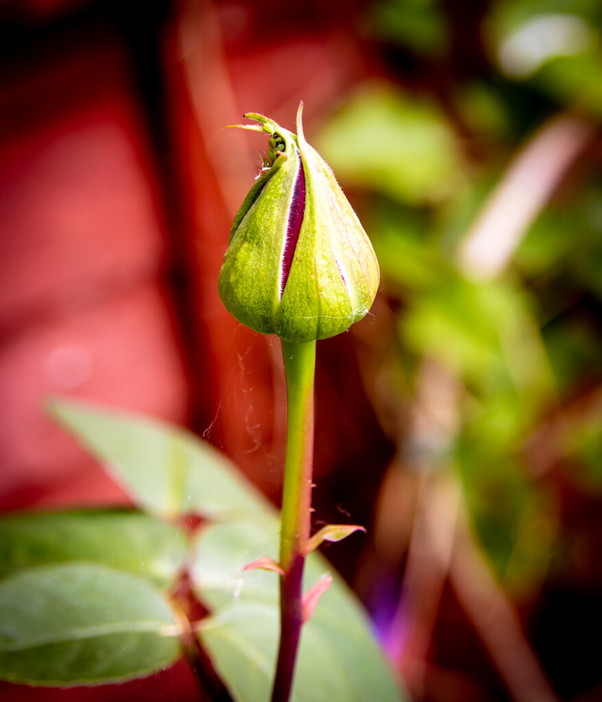 Hey Bud by swillinbillyflynn