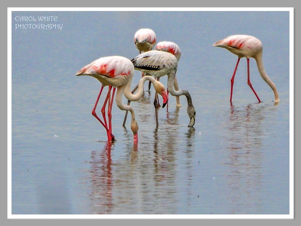 Flamingoes And Reflections At Alikes (Salt Lake) by carolmw