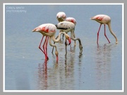 16th May 2023 - Flamingoes And Reflections At Alikes (Salt Lake)