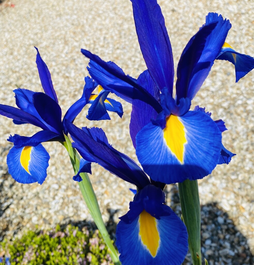 Irises in the sun by lizgooster
