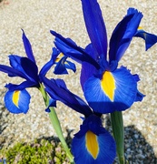 13th May 2023 - Irises in the sun