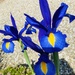 Irises in the sun by lizgooster