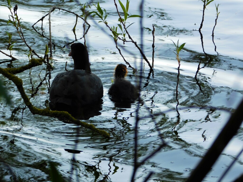 A second Coot family by 365anne