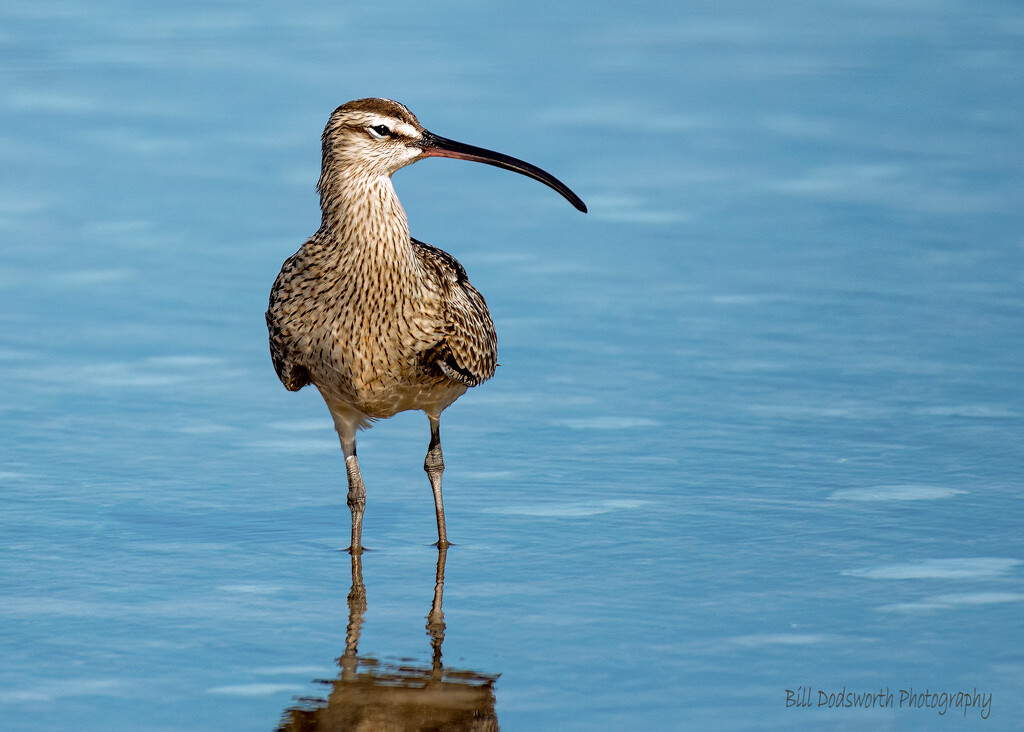 This is a Whimbrel by photographycrazy