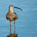 This is a Whimbrel by photographycrazy
