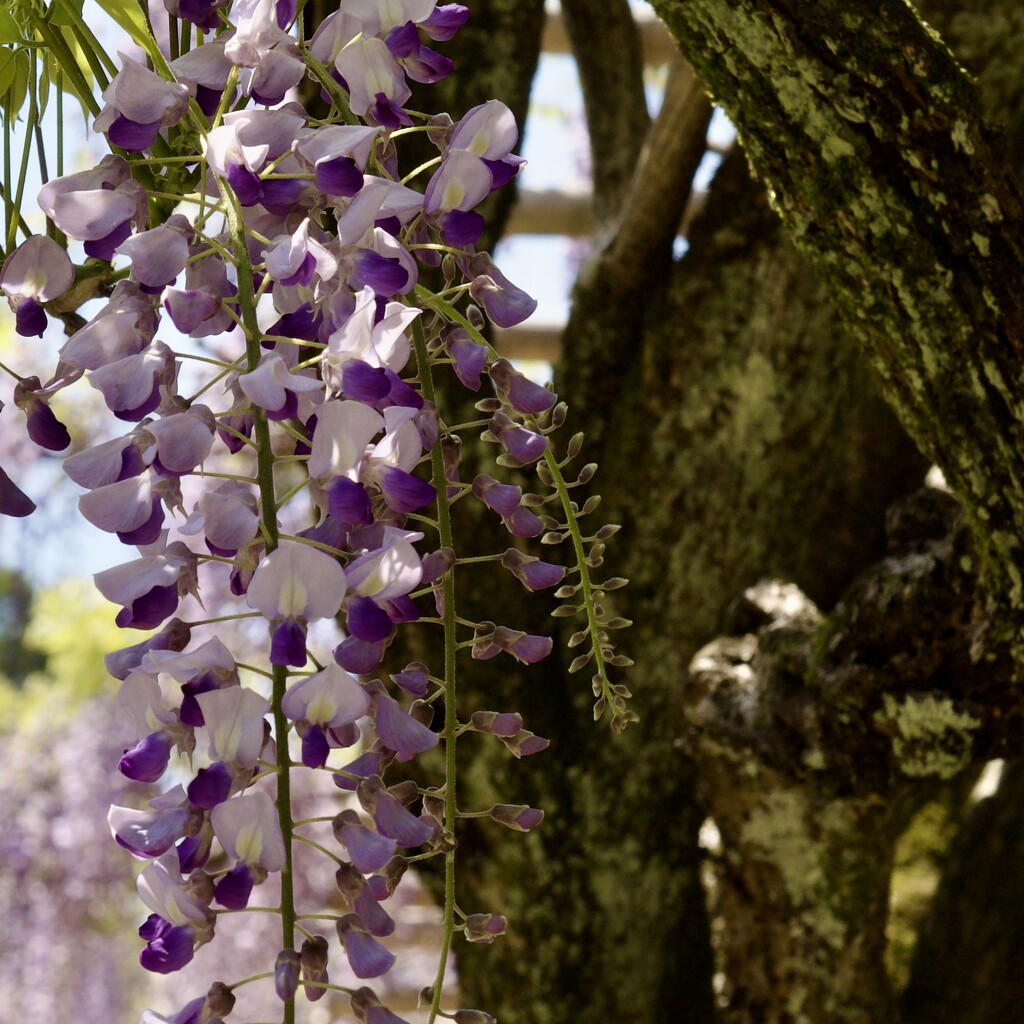 Wisteria Flowers And Trunk P4229068 by merrelyn