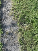 16th May 2023 - Half Dirt Half Grass 