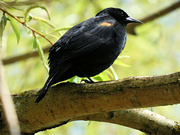 16th May 2023 - Red-Winged Black Bird
