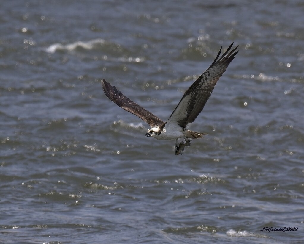 LHG_3780 Osprey with small catch by rontu