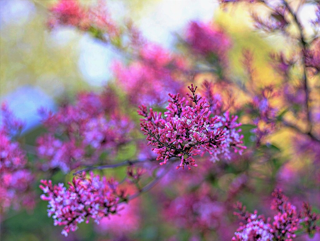 Lilac Bush  by lynnz