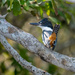 Ringed Kingfisher by nicoleweg