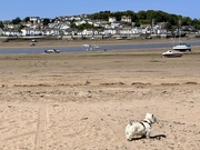 16th May 2023 - Extras - Instow across to  Appledore 
