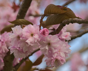 16th May 2023 - Tree blossom