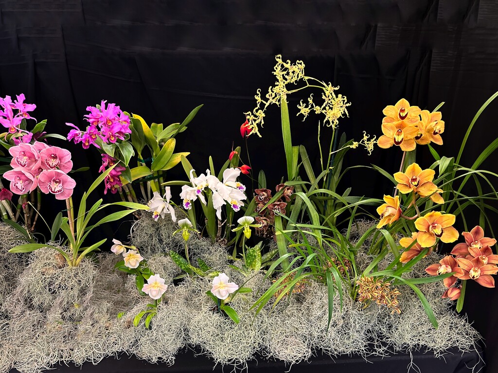 Original from Orchid Show by shutterbug49