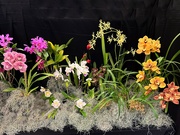 16th May 2023 - Original from Orchid Show