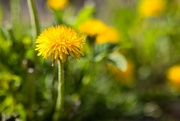 16th May 2023 - Dandelions