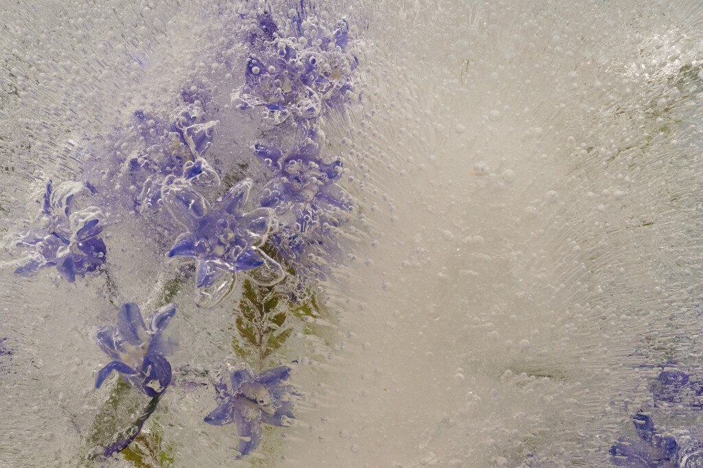 Frozen Flowers by fbailey