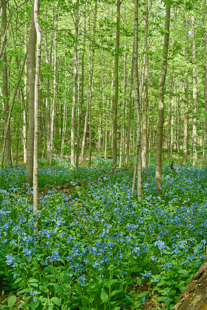 More Bluebell Woods by gardencat