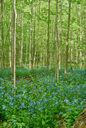 16th May 2023 - More Bluebell Woods