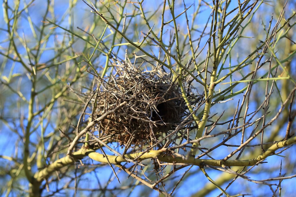 nest by blueberry1222