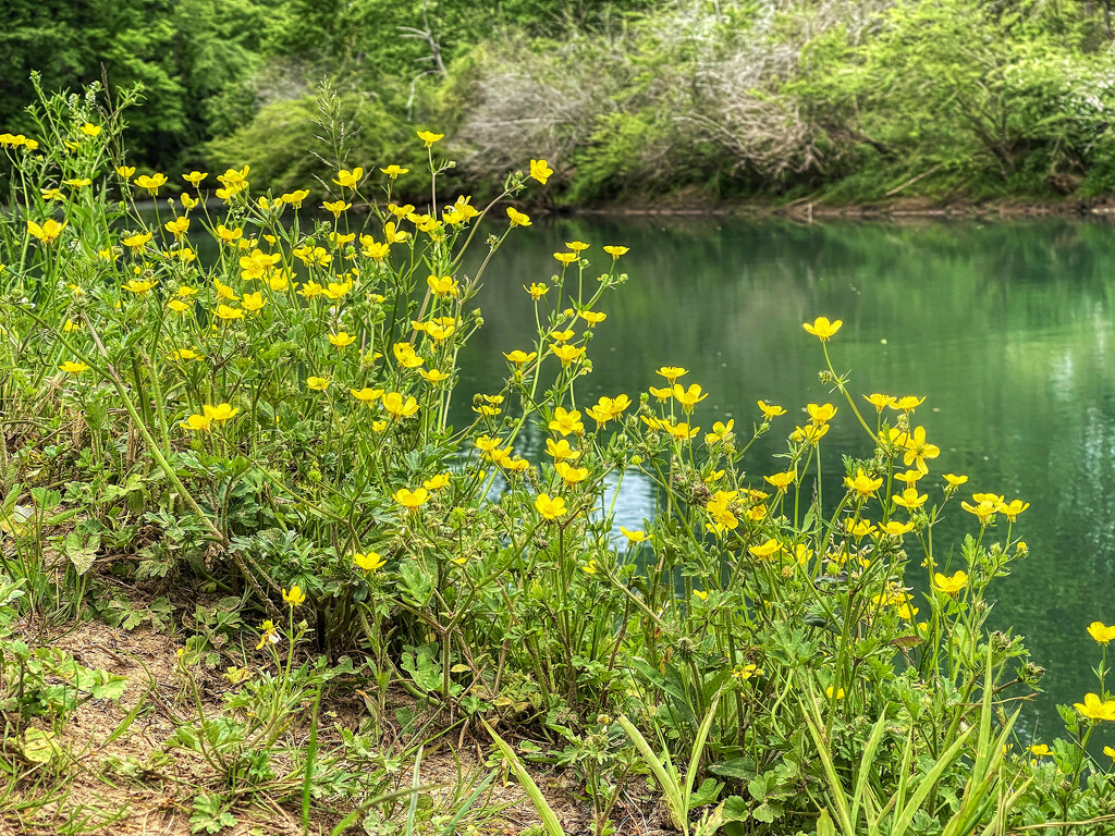 Buttercups along the Calfkiller River by k9photo