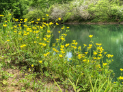 7th May 2023 - Buttercups along the Calfkiller River