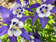 6th May 2023 - Columbine