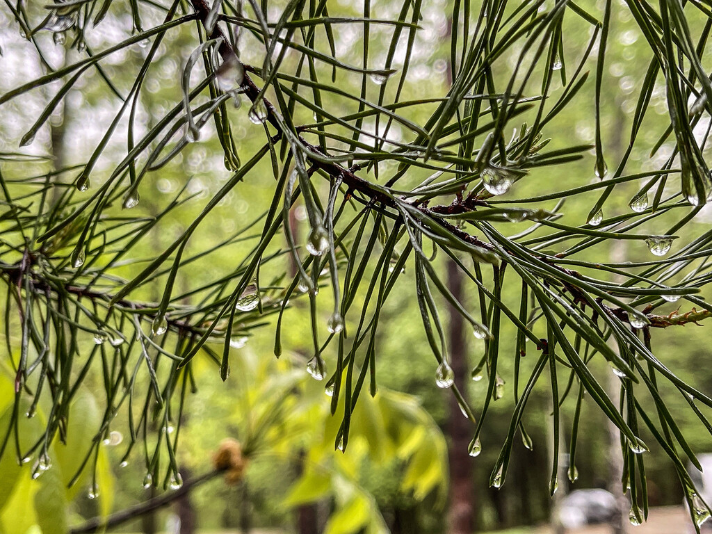 Raindrops on Pine Needles by k9photo