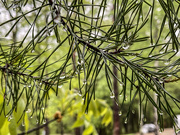 8th May 2023 - Raindrops on Pine Needles