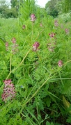 16th May 2023 - Common Fumitory 