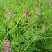 Common Fumitory  by 365projectorgjoworboys