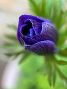 16th May 2023 - Poppy Anemone