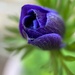 Poppy Anemone by gaillambert