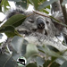 a wet week by koalagardens