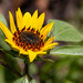 Open Sunflower by ingrid01