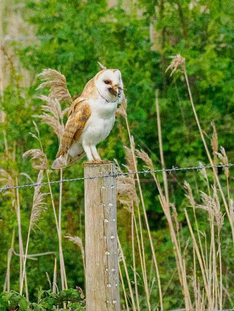 Barn Owl. by padlock