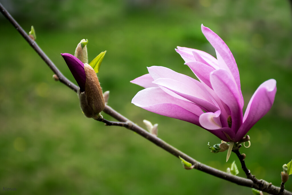Magnolia by novab