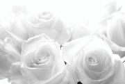 11th May 2023 - White Roses