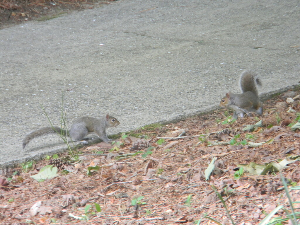 Two Squirrels on Neighbor's Driveway by sfeldphotos
