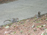 16th May 2023 - Two Squirrels on Neighbor's Driveway