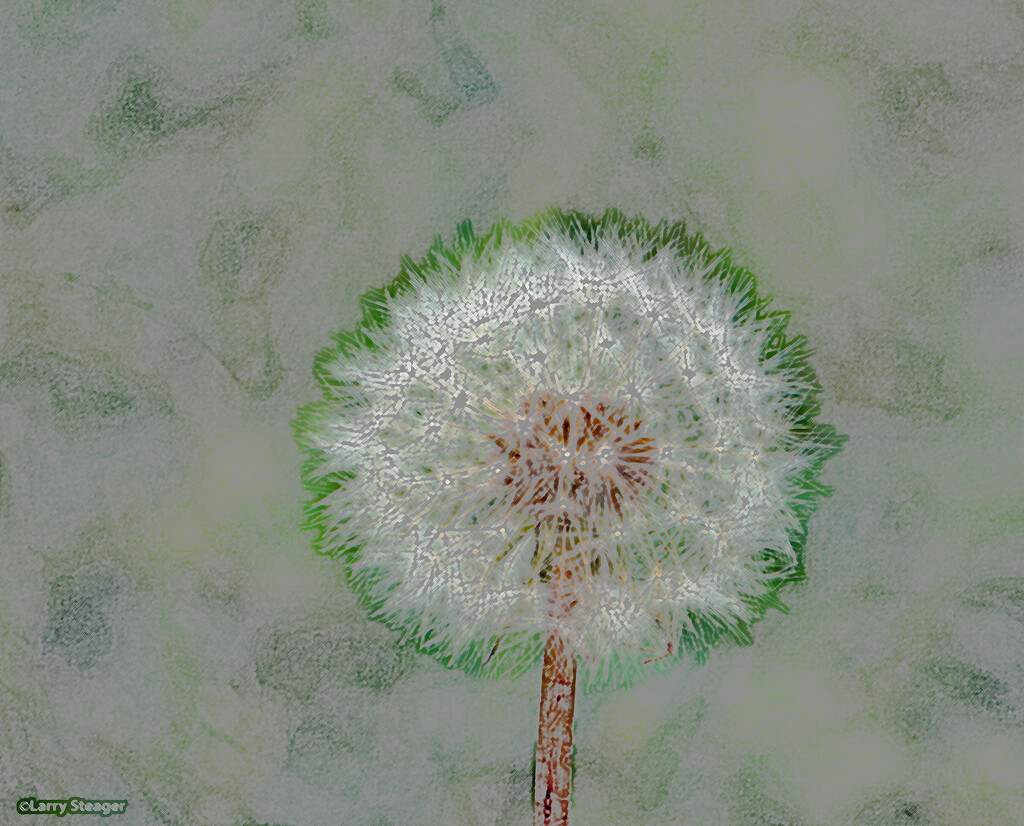 Dandelion seed head artistic by larrysphotos
