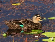 17th May 2023 -  Pacific Black Duck ~