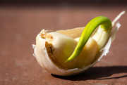 14th May 2023 - Growing Garlic Pt.I