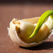 Growing Garlic Pt.I by masonmartin