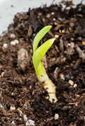 15th May 2023 - Growing Garlic. Pt.II