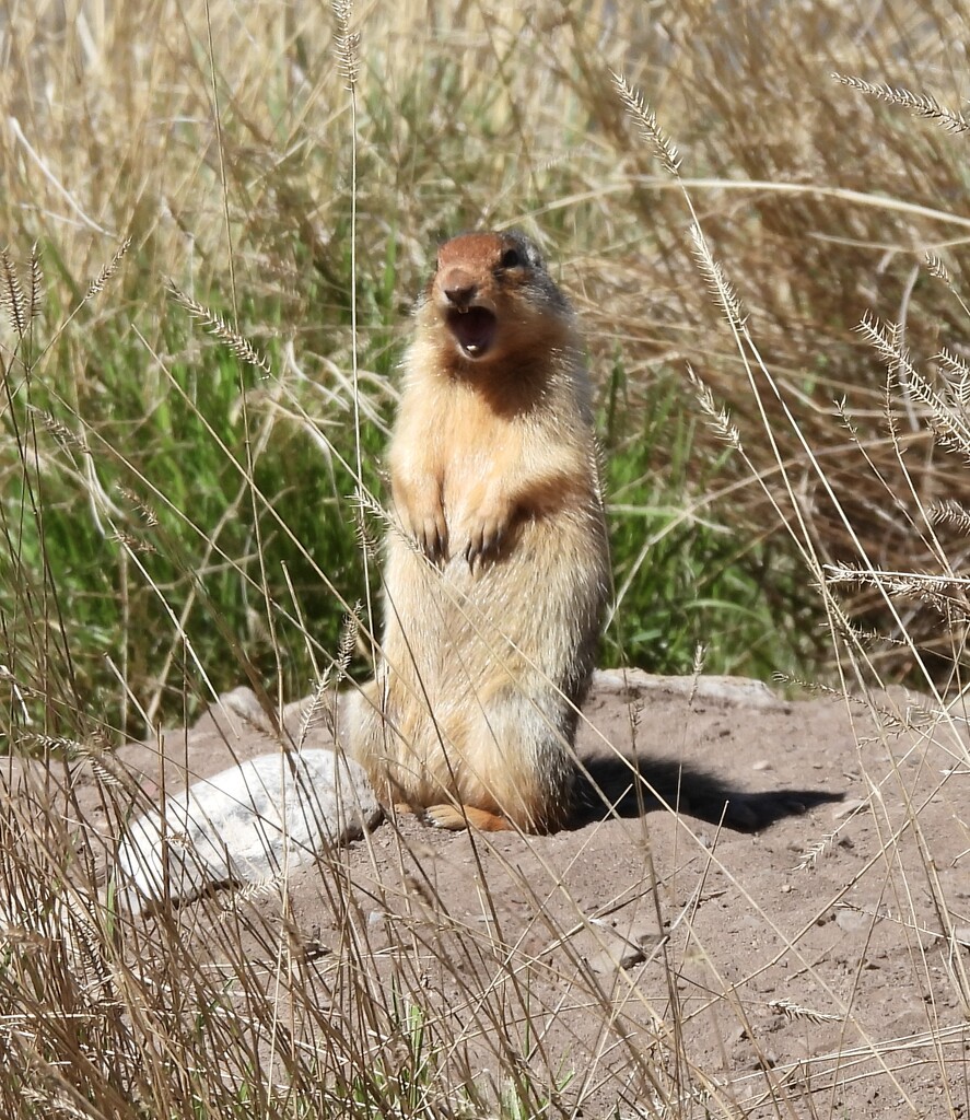 Ground Squirrel by frantackaberry